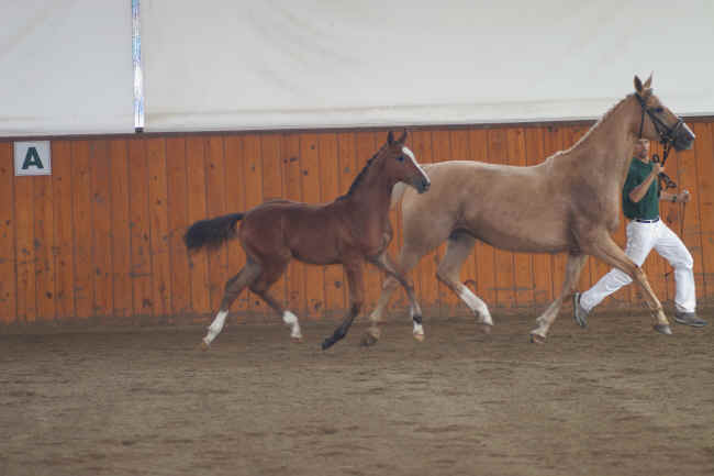 gigi trot chron.jpg