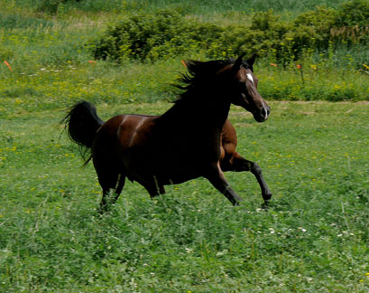 Joy070408.jpg