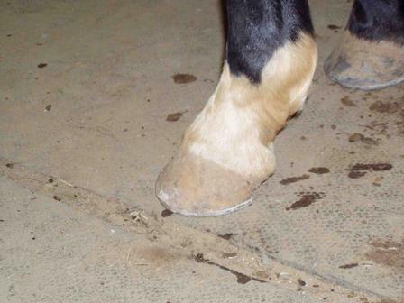 frontfoot2.jpg