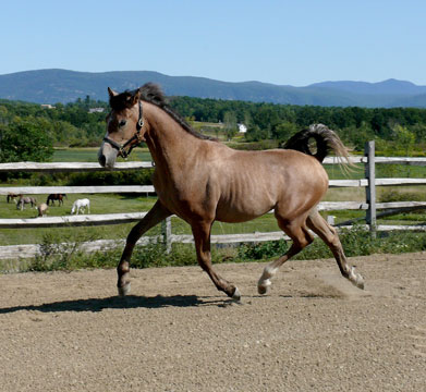 ObieBIGtrot.jpg