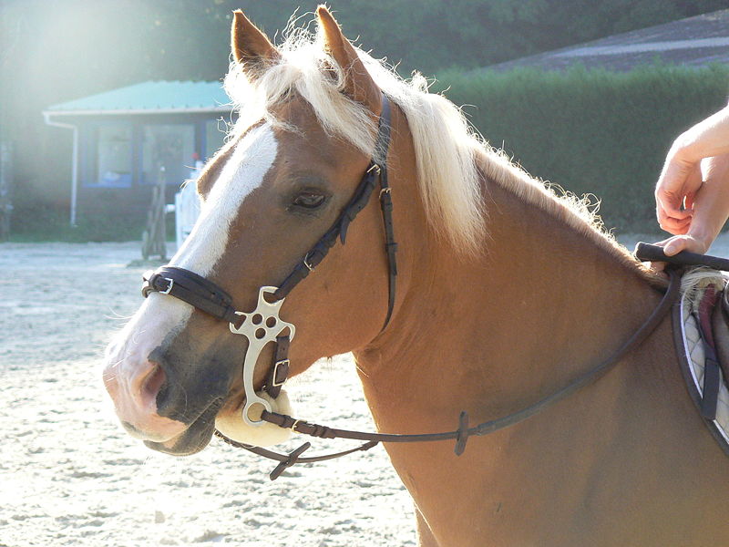 english mechanical hackamore.jpg