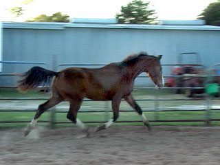fancyyearling6.jpg