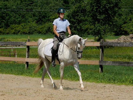 Tawny_trot01.jpg