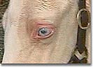 creameyes.jpg