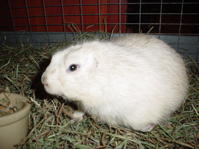 chubs_002.jpg
