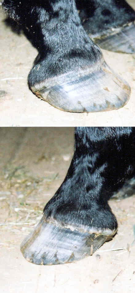 forefeet_sides.jpg