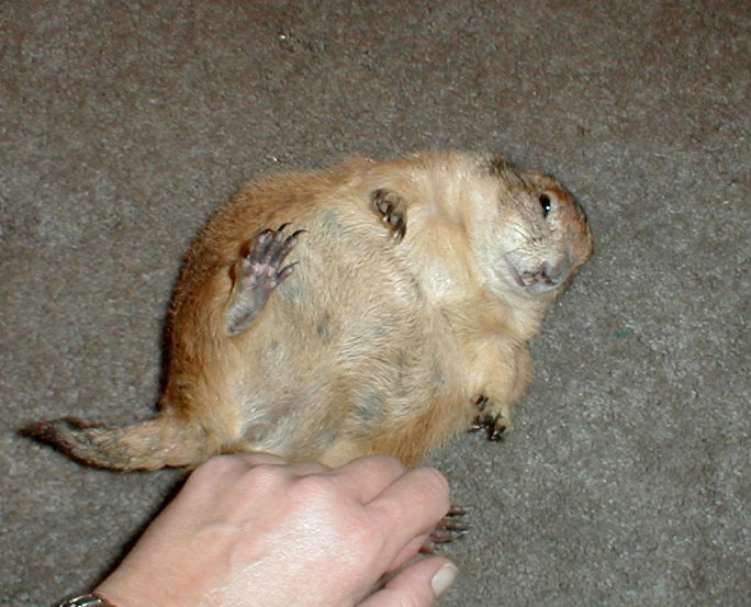 PuppyCheese-01.jpg