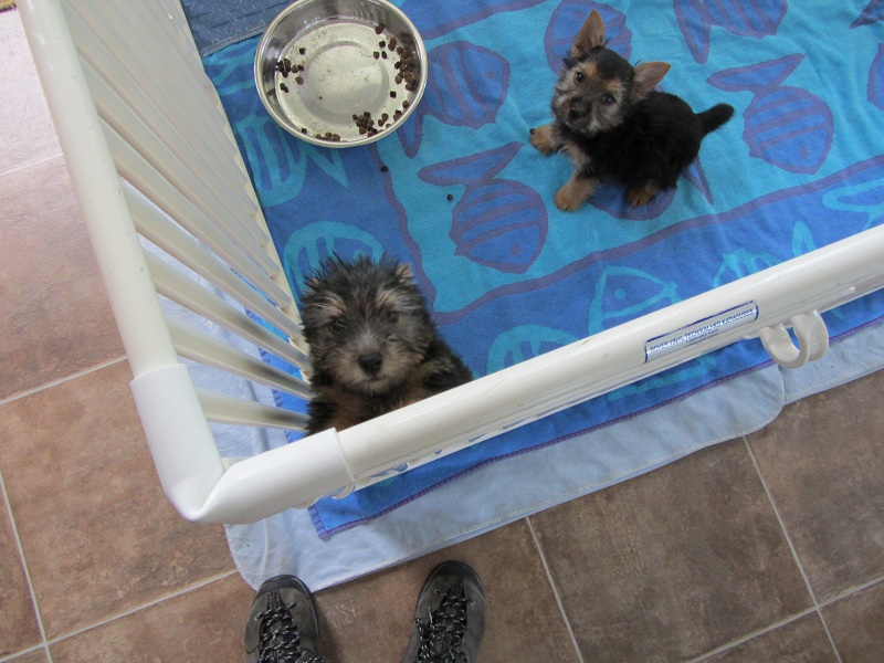 babies2.jpg