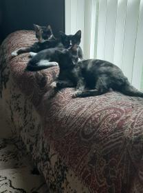 Three Kittens 102820.jpg