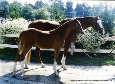 GrDiva weanling DADsm.jpg