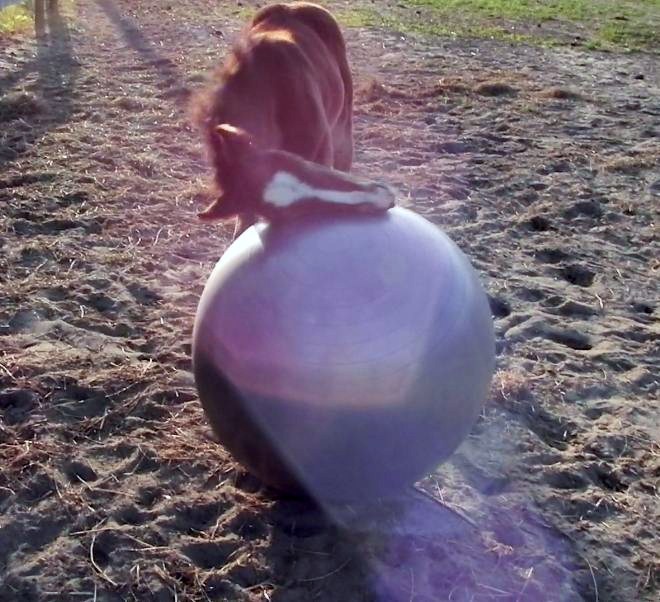 eddie ball.JPG