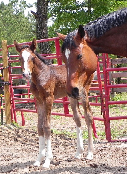 Ed Venture 36 hours old.jpg