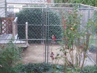 dog run.jpg
