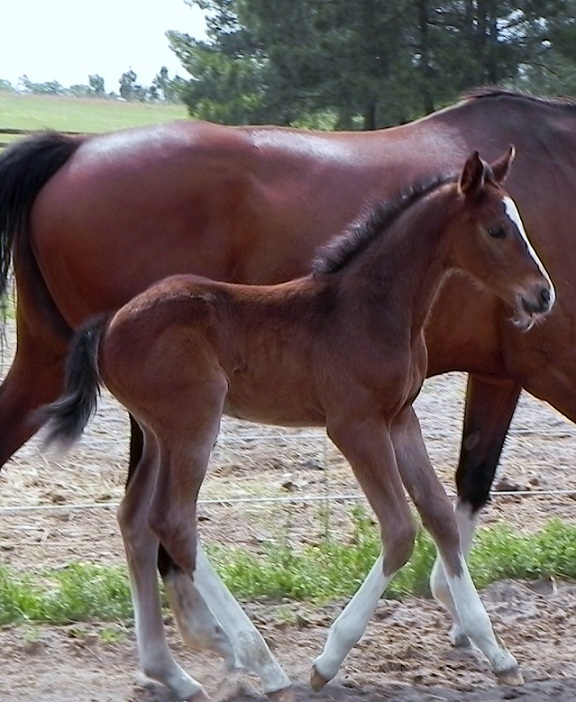 Ed Venture by Escapade collected canter.jpg