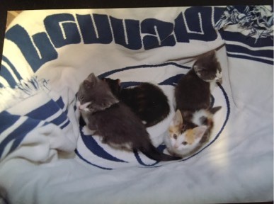 baby kitties