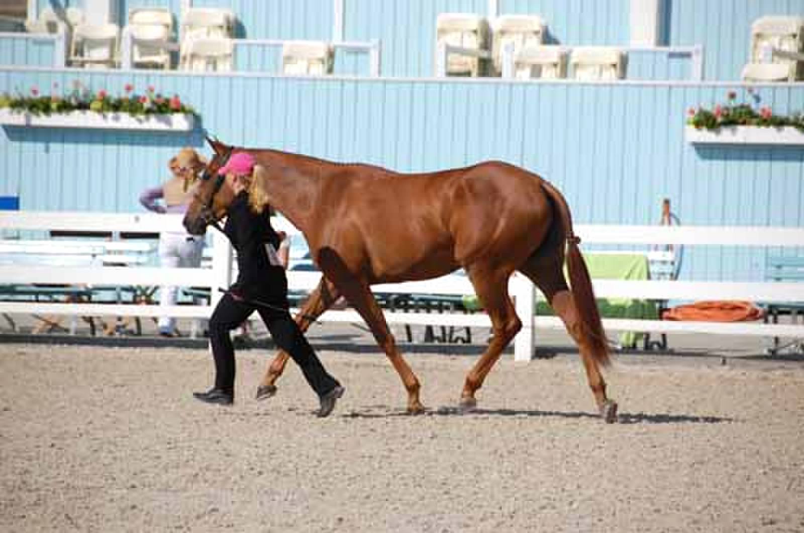 dsc_9725devon trot 2.jpg