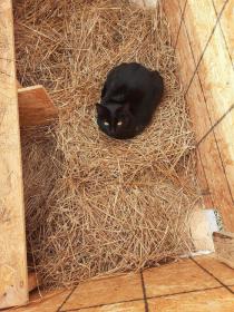 Bagheera in Hut 11620.jpg