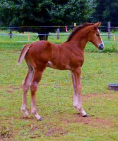 Red white and Balou filly by amazing  Balou du Rouet Voltaire.jpg