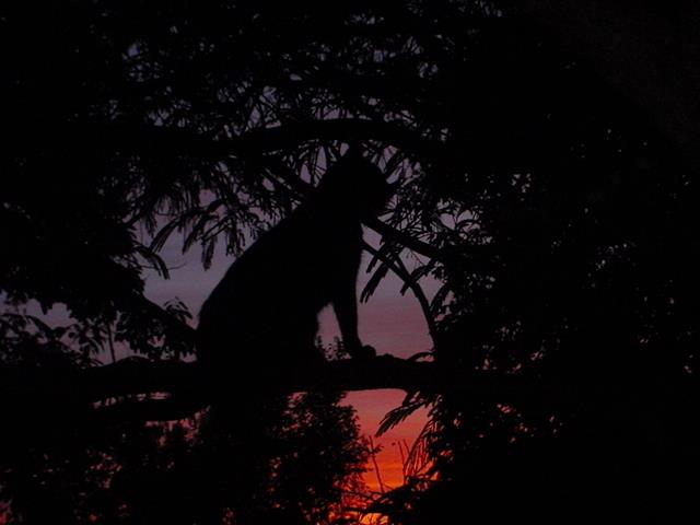 Bagheera in Mimosa at Sunset