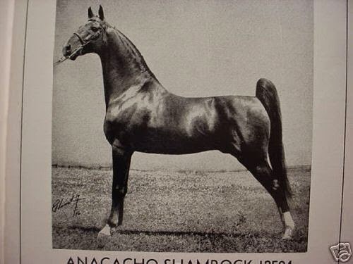 Anacacho Shamrock