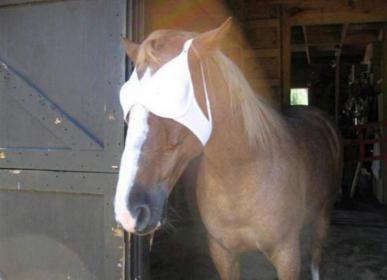 eclipse protector.jpg