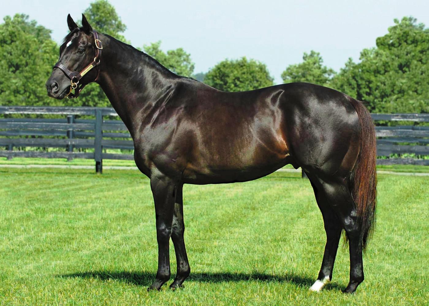 More Than Ready Sire Photo