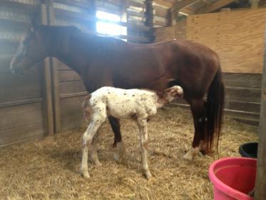 New Foal.jpg