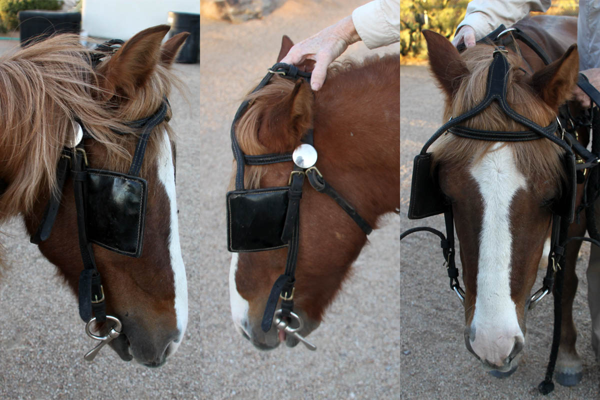 bridle.jpg
