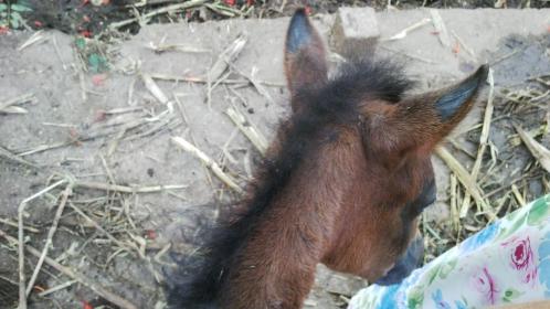 bald ears 1jun2015.jpg