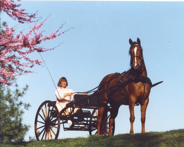 GemBuggy