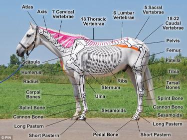 horse skeleton.jpg