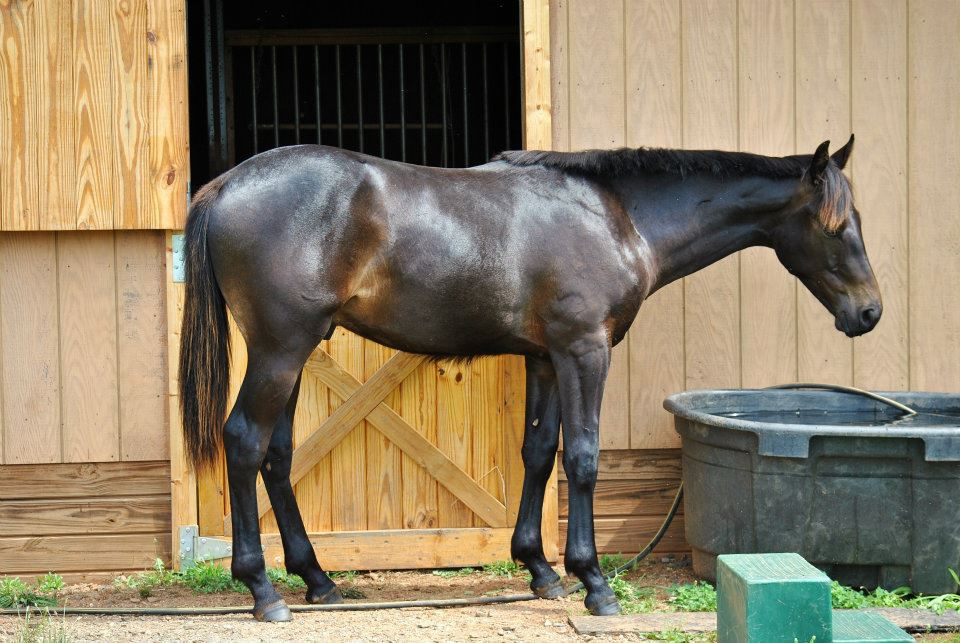 Weanling has a.... mane on her belly? - Horse Care - Chronicle Forums