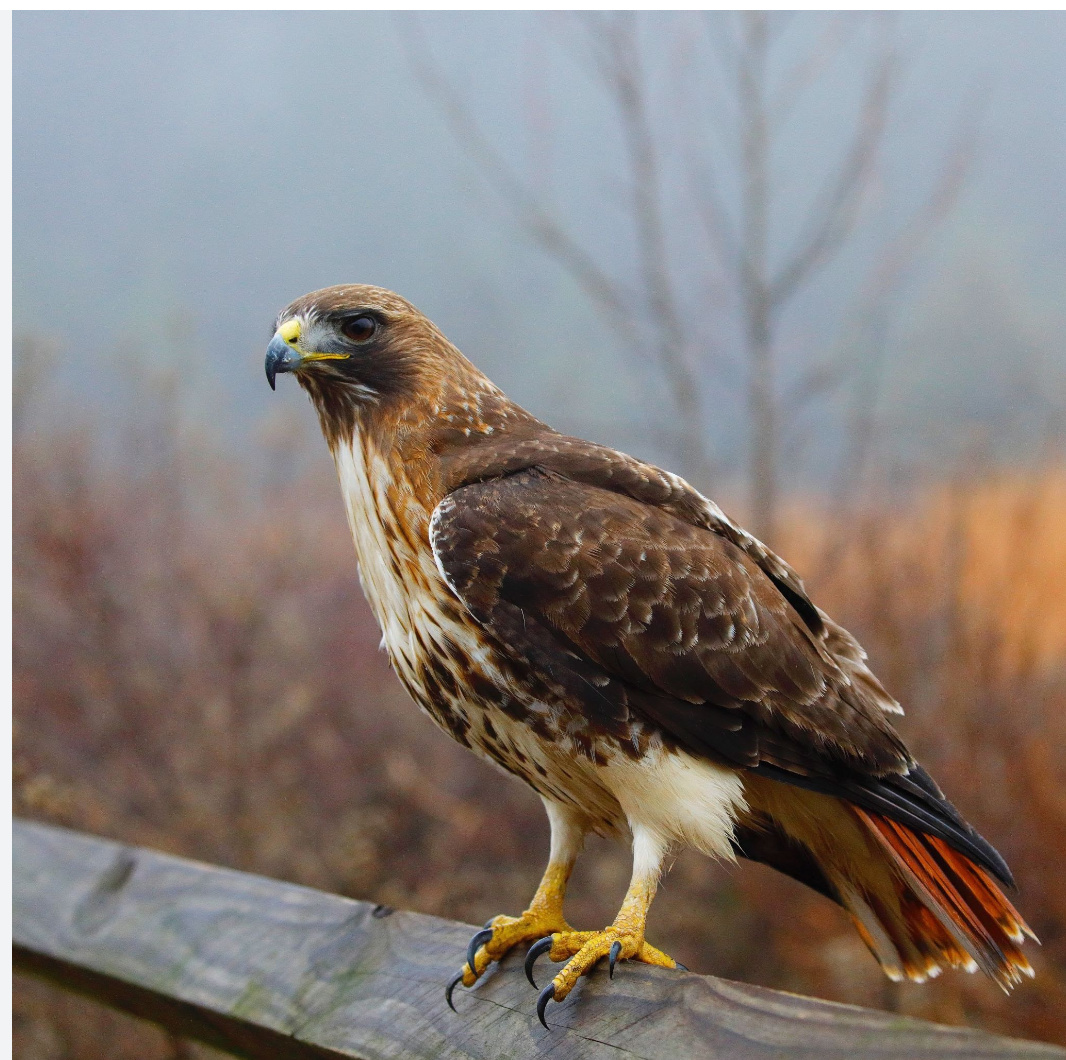 Cooper's Hawk Identification, All About Birds, Cornell Lab of