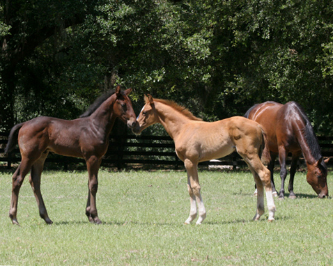 11Mayfoalsbothghf.jpg