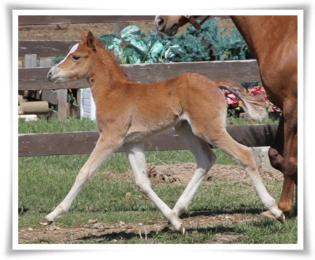 izzytrot.jpg