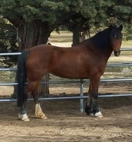 Pony in the paddock.jpg