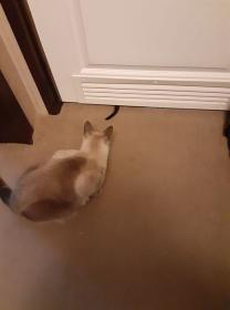 Kitten Tail Under Door.jpg