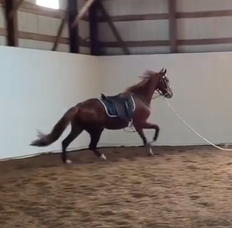lunge canter