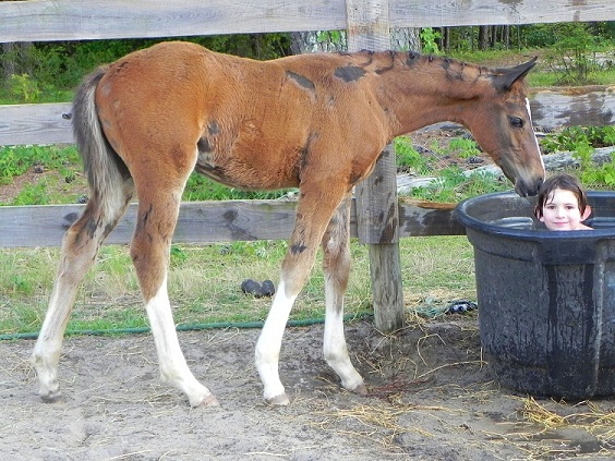 escapade colt for sale.jpg