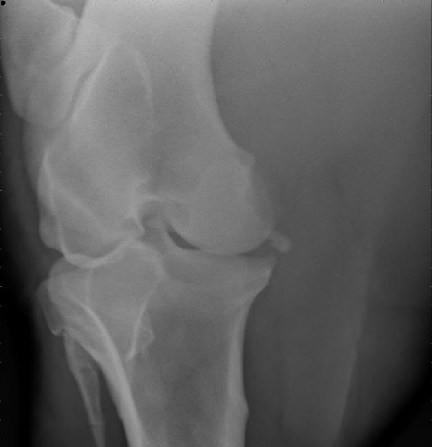 Fractured patella - Horse Care - Chronicle Forums