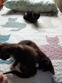 Kittens on Bed 091820.jpg