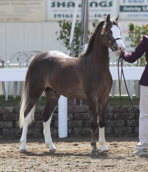 myrlin_1557.jpg