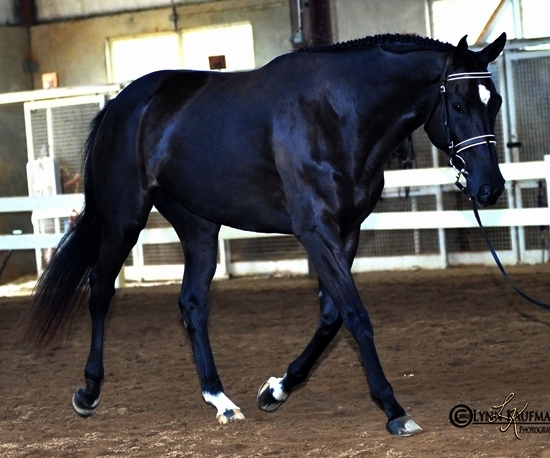 7290 Tiny SHIH dessage WEB.jpg