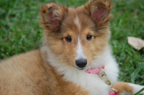 puppy3.jpg