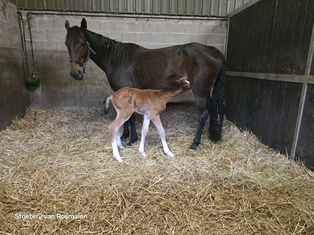CIF colt 2