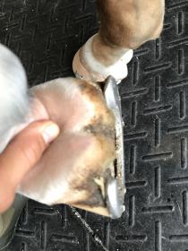 Hind Bottom.jpg