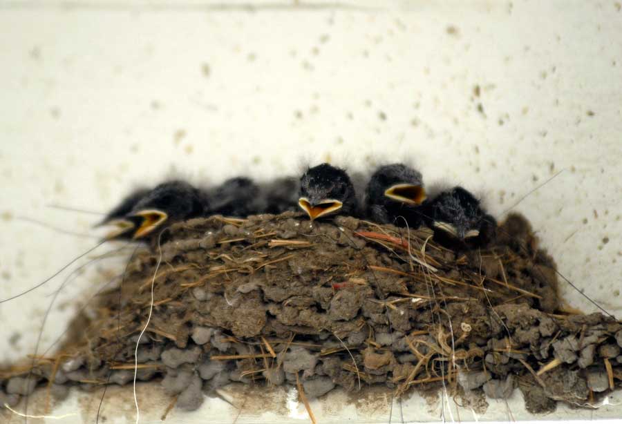 birdnest3.jpg