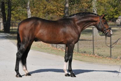 Up and coming Young stallions in US? - Sport Horse Breeding - Chronicle  Forums