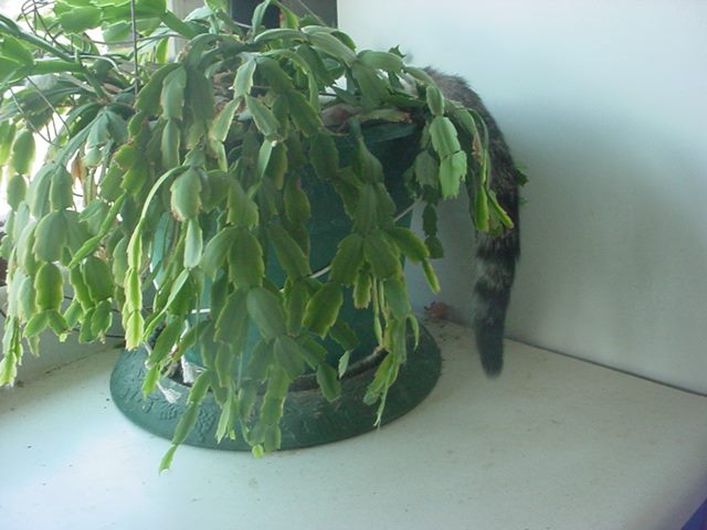 Christmas Cactus with Tail