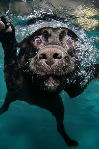 UnderWater-Dog-400-600.jpg